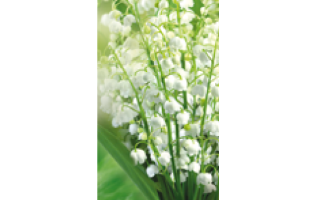 1er mai